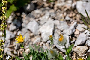 Hieracium villosum flower growing in mountains