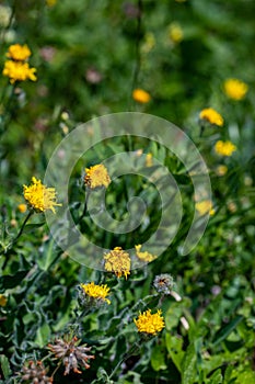 Hieracium villosum flower growing in mountains