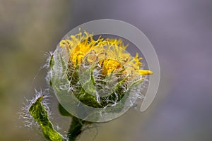 Hieracium villosum flower growing in mountains