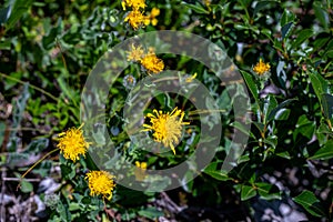 Hieracium villosum flower growing in mountains