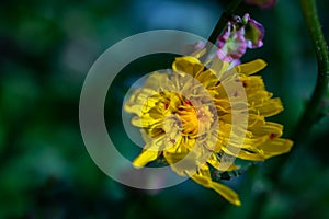 Hieracium villosum flower growing in mountains