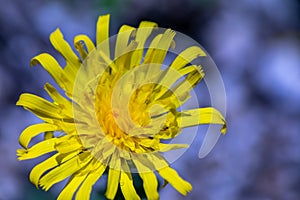 Hieracium villosum flower growing in mountains