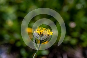 Hieracium villosum flower growing in mountains