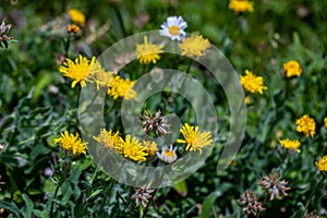 Hieracium villosum flower growing in mountains