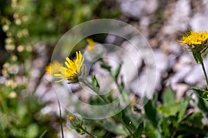 Hieracium villosum flower growing in mountains