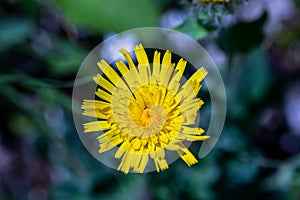 Hieracium villosum flower growing in mountains