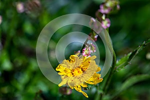 Hieracium villosum flower growing in mountains