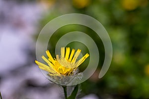 Hieracium villosum flower growing in mountains