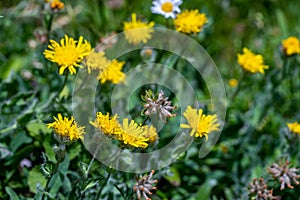 Hieracium villosum flower growing in mountains