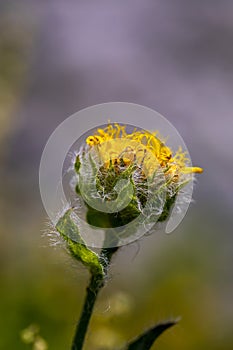 Hieracium villosum flower growing in mountains