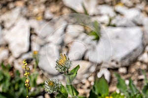 Hieracium villosum flower growing in mountains