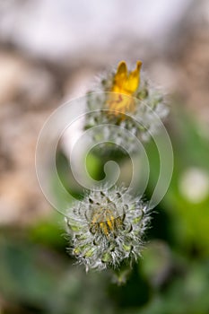 Hieracium villosum flower growing in mountains