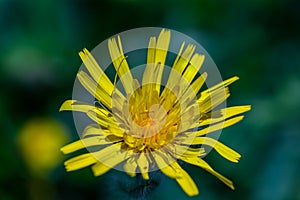 Hieracium villosum flower growing in mountains