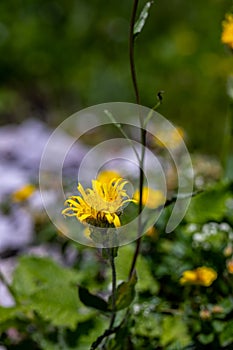 Hieracium villosum flower growing in mountains