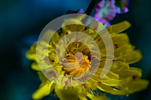 Hieracium villosum flower growing in mountains