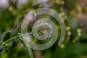 Hieracium villosum flower growing in mountains