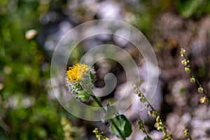 Hieracium villosum flower growing in mountains