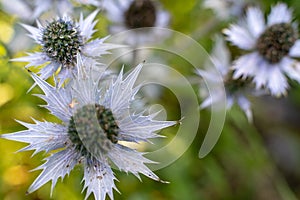 HIerba del sapo: White petal of wild flower photo