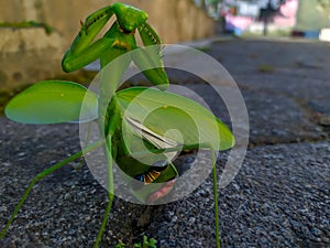 Hierodula patellifera, a common name in Java, belongs to the genus Hierodula