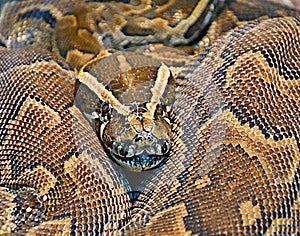 Hieroglyphic python, or rock python lat. Python sebae