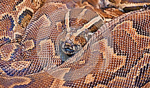 Hieroglyphic python, or rock python lat. Python sebae