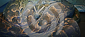 Hieroglyphic python, or rock python lat. Python sebae