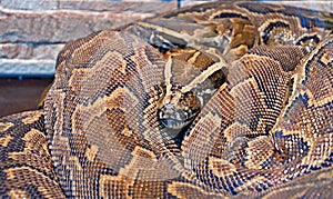 Hieroglyphic python, or rock python lat. Python sebae