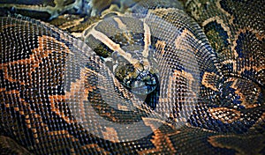 Hieroglyphic python, or rock python lat. Python sebae