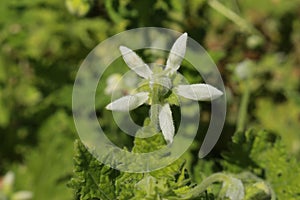 `Hieronymus-Blumenbachie` flower - Blumenbachia Hieronymi