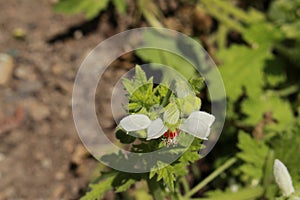 `Hieronymus-Blumenbachie` flower - Blumenbachia Hieronymi