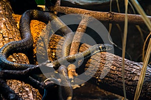 Hierophis gemonensis snake in his habitat