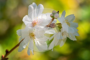 Higan cherry, Prunus subhirtella