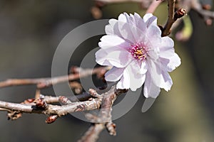 Higan cherry, Prunus subhirtella
