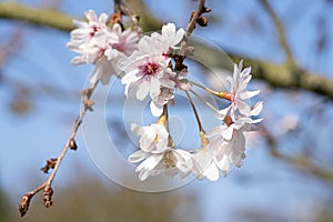 Higan cherry, Prunus subhirtella
