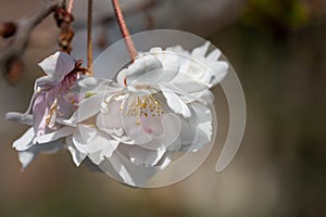 Higan cherry, Prunus subhirtella