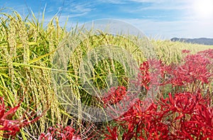 Higanbana and ears of rice in the rice paddies