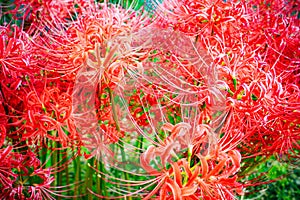 Red Spider Lilly in Japan called Higanbana