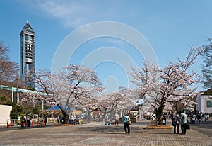 Higashiyama Zoo and Botanical Gardens in the spring sakura cherry blossom season. Nagoya. Japan