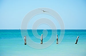 Higgs beach pier, bird, seagull, cormorant, wooden stakes, sea, Key West, Keys