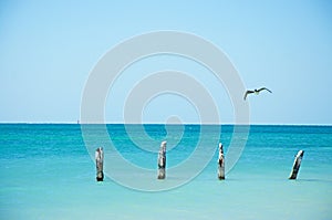Higgs beach pier, bird, seagull, cormorant, wooden stakes, sea, Key West, Keys photo