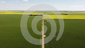 High aerial over rural gravel road with yellow canola fields