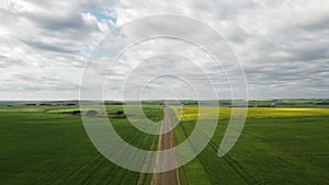 High aerial over a rural gravel road with yellow canola fields