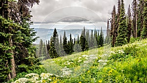 High Alpine Meadows and Valerian Flowers