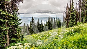 High Alpine Meadows and Valerian Flowers photo