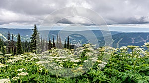 High Alpine Meadows and Wild Valerian Flowers photo