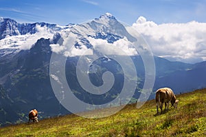 High Alpine Pastures in Switzerland photo