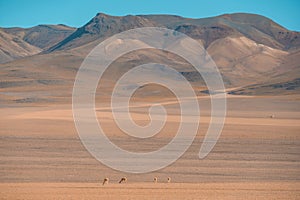 High altitude in Bolivia with Vicunas in the background grazing next to the mountains photo