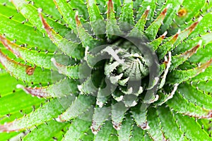 High Altitude Cactus