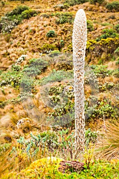 High Altitude Cactus photo