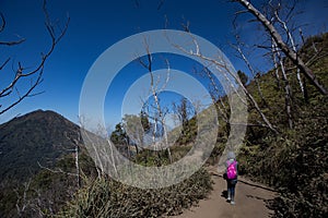 High altitude dead tree on way to Kawah Ijen Crater